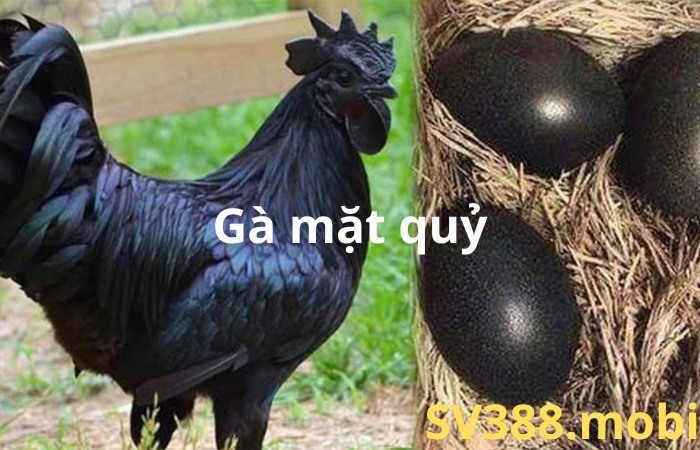 TỐP 5 GIỐNG GÀ ĐẮT NHẤT VIỆT NAM NHỮNG ĐIỀU BẠN CẦN BIẾT